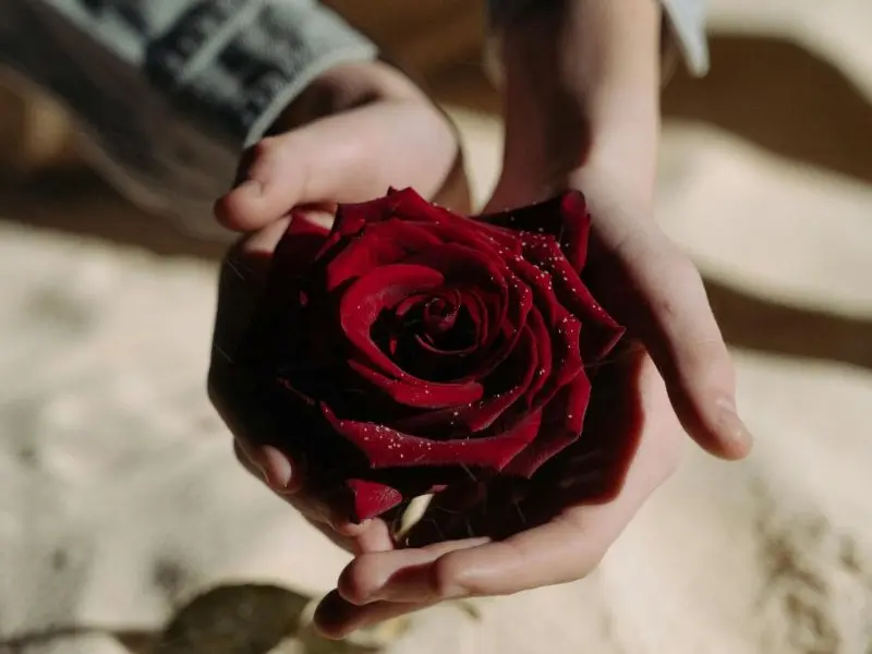 A pair of hands gently holds a single, deep red rose with dewdrops on its petals.